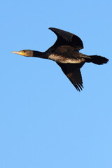 al volo