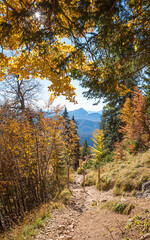 idyllic hiking trail Rossstein mountain, autumnal colored leaves