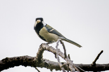 枝にとまるシジュウカラ