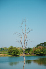 Obraz premium Lone tree reflected in serene lake nature landscape photography calm environment daytime viewpoint symbol of solitude