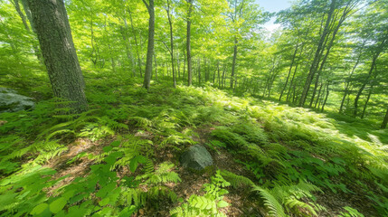Fototapeta premium Lush green forest with ferns and sunlight filtering through trees
