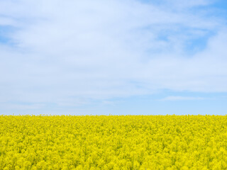 Obraz premium Blühendes Rapsfeld unter blauem Himmel im Frühling