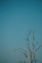 Barren tree silhouette against blue sky nature scene minimalist composition open environment eye-level perspective