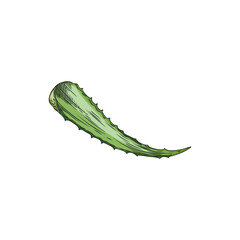 Vector image with a green prickly leaf of vitamin-rich aloe vera plant in sketch style