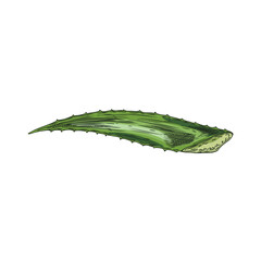 Vector image on a white background with one prickly leaf of medicinal plant aloe vera