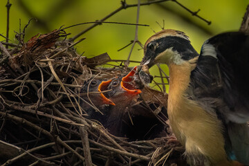 Indian Pitta feeding its cub. 