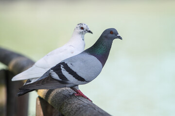 Two pigeons, one gray and one white, perched on a wooden fence. Close-up of a pair of pigeons resting in a calm outdoor setting, with soft natural light and a blurred background.