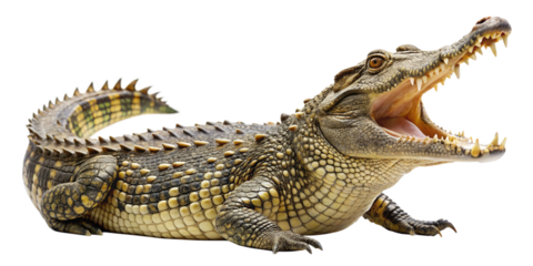 aggressive wild crocodile with open mouth showing dangerous teeth isolated on white