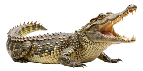 Fototapete aggressive wild crocodile with open mouth showing dangerous teeth isolated on white © Anim