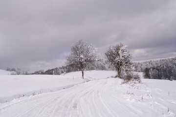 Fototapeta premium winter landscape with snow covered trees