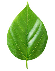 緑色の葉（Green leaf on white background）
