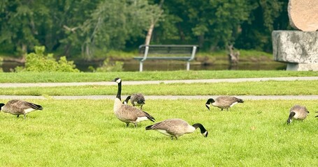 flock of sheep