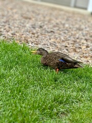 duck on the grass
