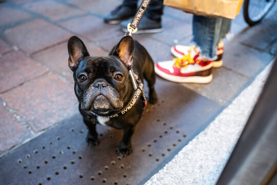 French bulldog on a leash looking up in a lively urban street scene. Colorful sneakers and shopping bag in the background add a modern city vibe