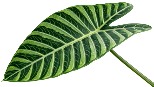 Alocasia Zebrina Leaf with Bold Arrow Shape and Zebra-Striped Stems
