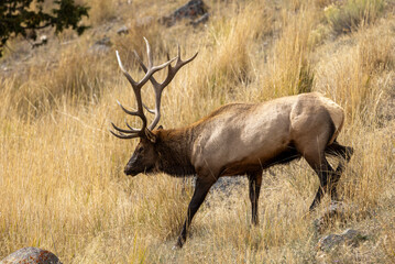 Bull Elk in Yellowstone National Park Wyoming During the Rut in Autumn