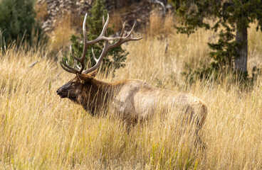 Bull Elk in Yellowstone National Park Wyoming During the Rut in Autumn