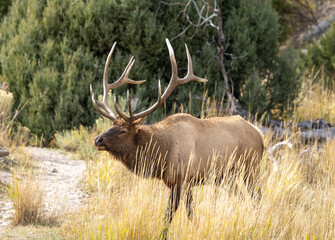 Bull Elk in Yellowstone National Park Wyoming During the Rut in Autumn