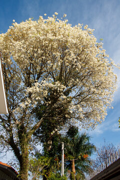 Tabebuia roseo-alba, known as white ipe, ipe-branco or lapacho blanco tree blooming in Porto Alegre, Rio Grande do Sul, Brazil