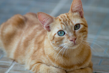 portrait of a cat
