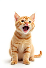 Obraz premium Orange cat with open mouth and surprised expression on white background.