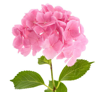 Pink Hydrangea  flowers