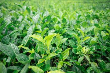 Close-Up of Fresh Green Tea Leaves on a Tea Plantation