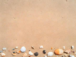 Seashells on Sand Beach Background Image