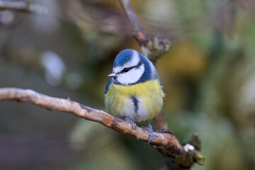 Eurasian blue tit (Cyanistes caeruleus)