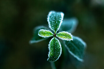 small leafs covered in hoarfrost 