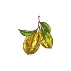 Vector element with exotic starry fruit carambolas with green leaves, made in the sketch style