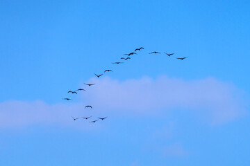 black cranes flying in the blud sky