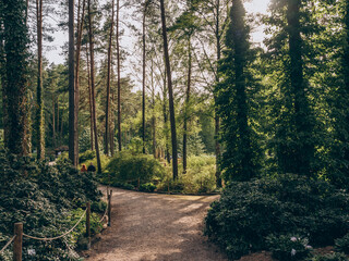 Forest park in the morning