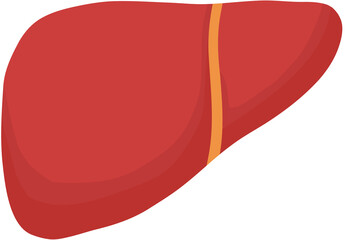 Human Liver Illustration