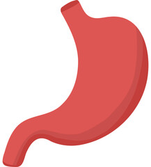 stomach