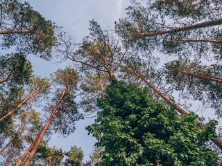 Branches of a tree. Tall tree tops against the sky