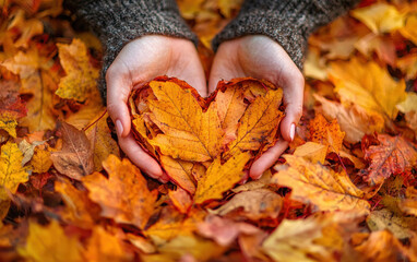 Hands holding heart shaped autumn leaf surrounded by vibrant fallen leaves