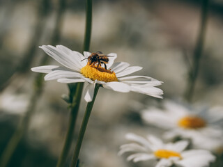 Bee on a daisy flower close up