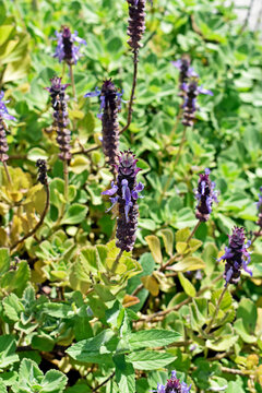 Spurflower (Plectranthus neochilus), medicinal plant used in alternative medicine