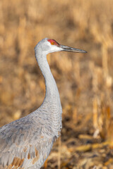 A Head Shot of a Sandhill Crane In a Harvested Field