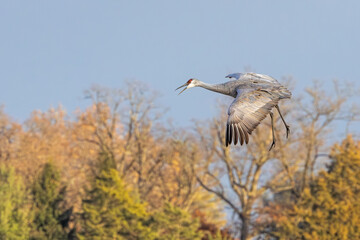 A Sandhill Crane Parachutes Above Autumn Trees