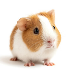 ute guinea pig with brown and white fur sitting attentively, showcasing its adorable features on a white background.