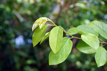 young green leaves of Hymenocardia punctata Wall. ex Lindl.