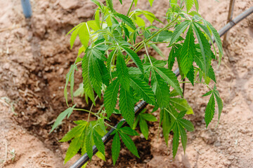 Hemp agriculture plant farm sativa bleed. Marijuana Herbal green tree nursery in green house.