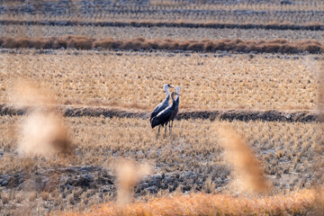 black cranes feeding on the snowing ground