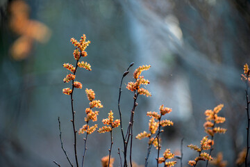 floral plant background. branches with yellow buds on gray-blue natural forest background. calm...