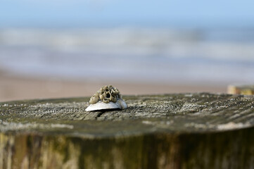 Shell barnacles