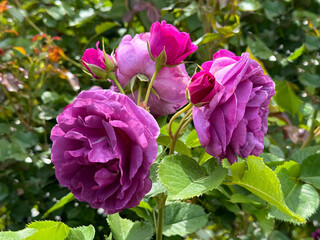 Beautiful Roses and rosebuds pink purple blooms.