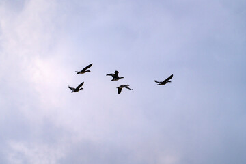 Fototapeta premium wild ducks and geese flying in the snowy sky