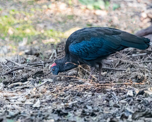 rednaped ibis